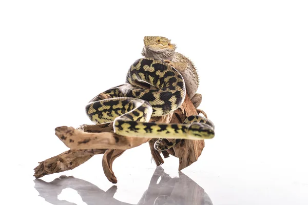 Lagarto muito legal e pitão cobra bonito em abraços amigáveis em um fundo branco — Fotografia de Stock