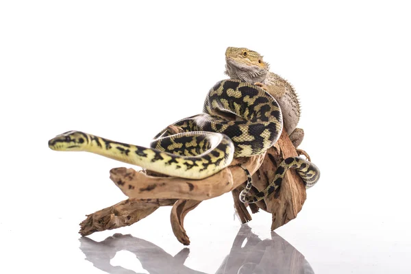 Lagarto muito legal e pitão cobra bonito em abraços amigáveis em um fundo branco — Fotografia de Stock