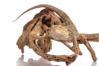 Kertenkele Fotoğraf bir üstünde beyaz arka plan süper Satılık ve reklam çok güzel