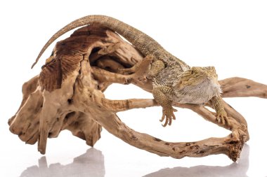 Kertenkele Fotoğraf bir üstünde beyaz arka plan süper Satılık ve reklam çok güzel