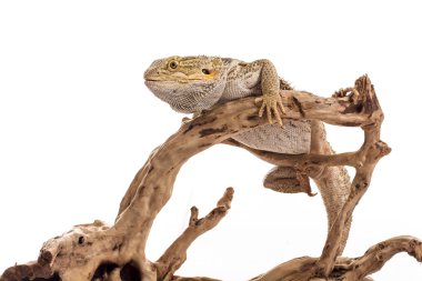 Pretty cool lizard on a white background photo Super for sale and advertising clipart