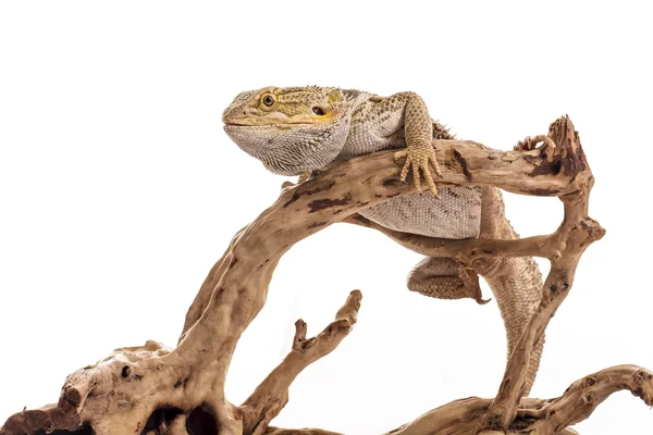 Kertenkele Fotoğraf bir üstünde beyaz arka plan süper Satılık ve reklam çok güzel