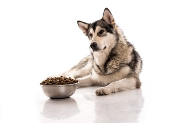 Sevimli köpek ve onun en sevdiği kuru gıda beyaz bir arka plan üzerinde