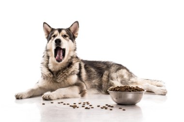Sevimli köpek ve onun en sevdiği kuru gıda beyaz bir arka plan üzerinde