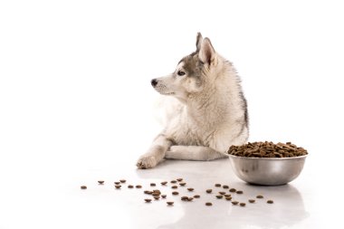 Sevimli köpek ve onun en sevdiği kuru gıda beyaz bir arka plan üzerinde
