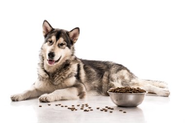 Sevimli köpek ve onun en sevdiği kuru gıda beyaz bir arka plan üzerinde