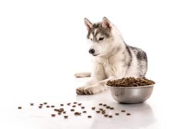 Sevimli köpek ve onun en sevdiği kuru gıda beyaz bir arka plan üzerinde