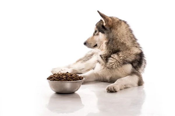 Lindo perro y su comida seca favorita sobre un fondo blanco —  Fotos de Stock