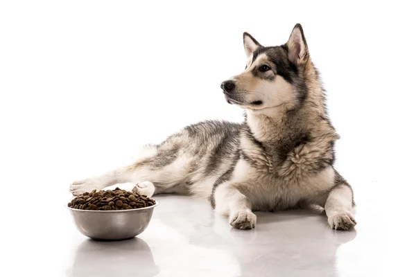 Lindo perro y su comida seca favorita sobre un fondo blanco —  Fotos de Stock