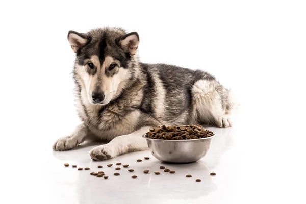 Niedlicher Hund und sein liebstes Trockenfutter auf weißem Hintergrund — Stockfoto