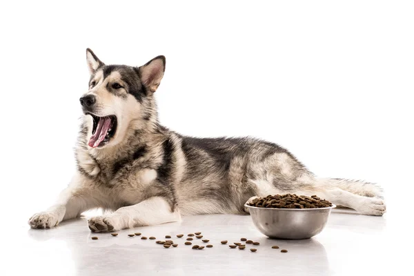 かわいい犬と白の背景に彼のお気に入りの乾燥食品 — ストック写真