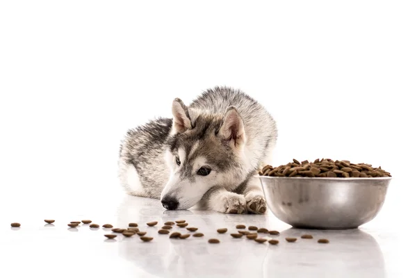 Lindo perro y su comida seca favorita sobre un fondo blanco —  Fotos de Stock