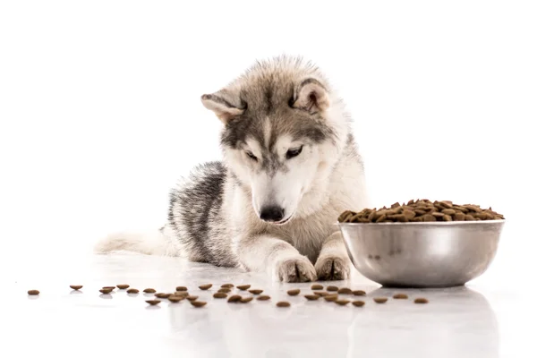 Niedlicher Hund und sein liebstes Trockenfutter auf weißem Hintergrund — Stockfoto