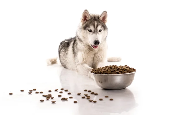 Lindo perro y su comida seca favorita sobre un fondo blanco —  Fotos de Stock