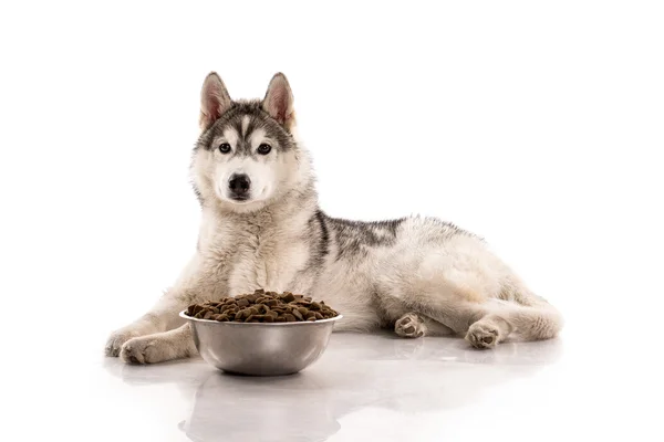 かわいい犬と白の背景に彼のお気に入りの乾燥食品 — ストック写真