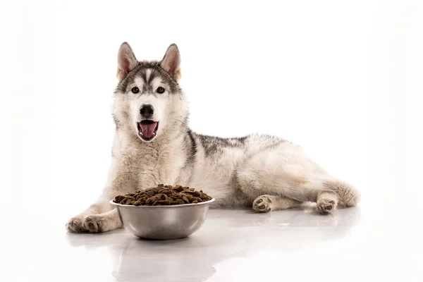 かわいい犬と白の背景に彼のお気に入りの乾燥食品 — ストック写真