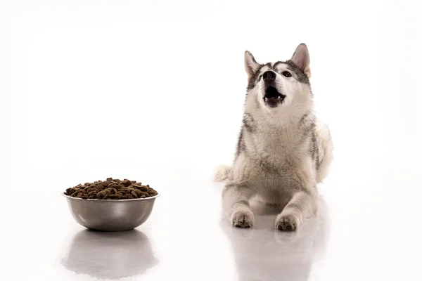 Lindo perro y su comida seca favorita sobre un fondo blanco — Foto de Stock