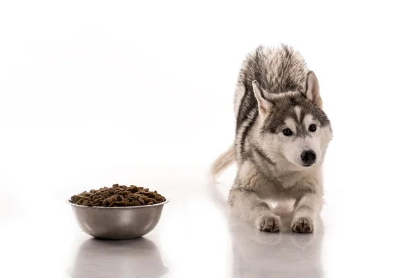 かわいい犬と白の背景に彼のお気に入りの乾燥食品 — ストック写真