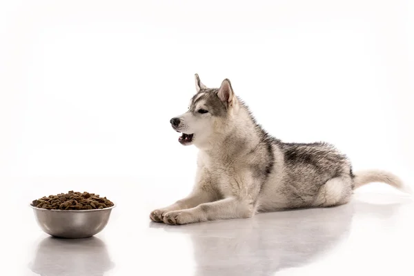 Aranyos kutya és egy fehér háttér, száraz, kedvenc ételét — Stock Fotó