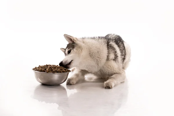 かわいい犬と白の背景に彼のお気に入りの乾燥食品 — ストック写真