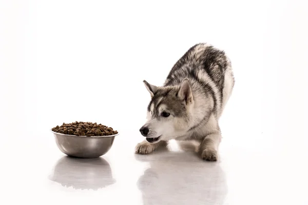 Lindo perro y su comida seca favorita sobre un fondo blanco —  Fotos de Stock