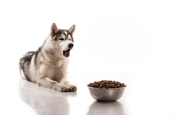 Lindo perro y su comida seca favorita sobre un fondo blanco — Foto de Stock