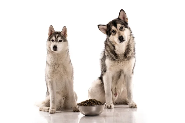 Lindos perros y su comida seca favorita sobre un fondo blanco —  Fotos de Stock