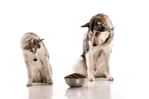 Lindos perros y su comida seca favorita sobre un fondo blanco —  Fotos de Stock