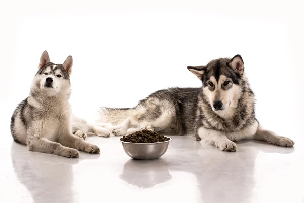 Lindos perros y su comida seca favorita sobre un fondo blanco —  Fotos de Stock