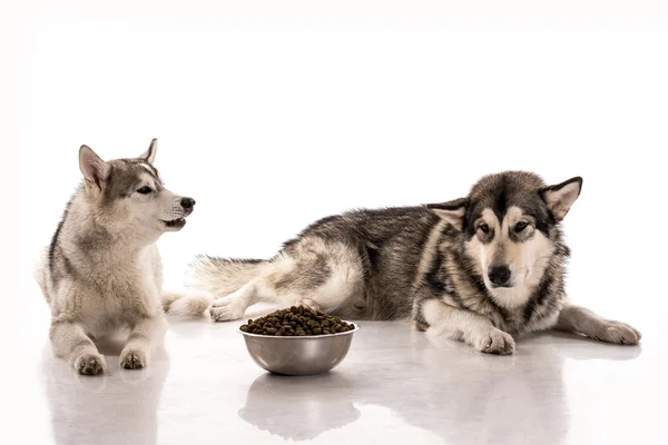 かわいい犬と白の背景にそのお気に入り乾燥食品 — ストック写真