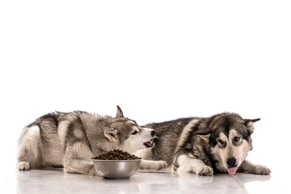 Cute dogs and their favorite dry food on a white background — Stock Photo, Image