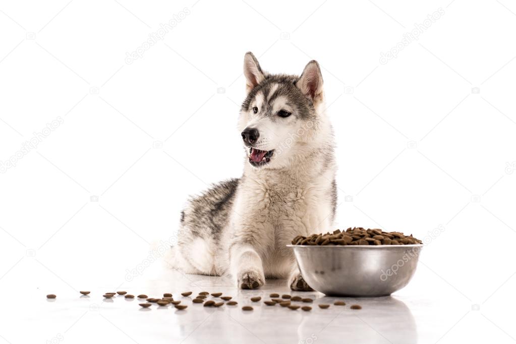 Cute dog and his favorite dry food on a white background