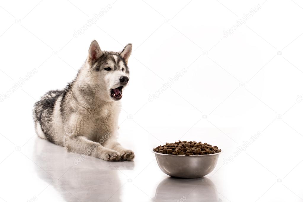 Chien Mignon Et Ses Croquettes Préférées Sur Fond Blanc