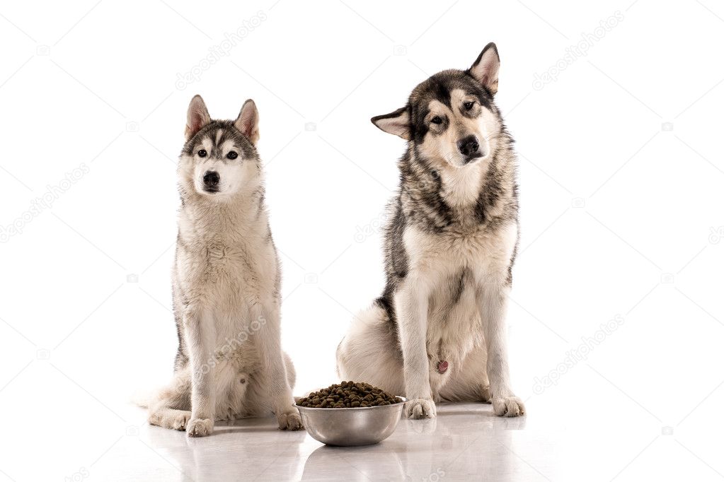 Cute dogs and their favorite dry food on a white background