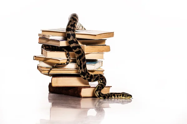 kitap ve serin bir yılan