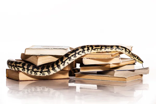 kitap ve serin bir yılan