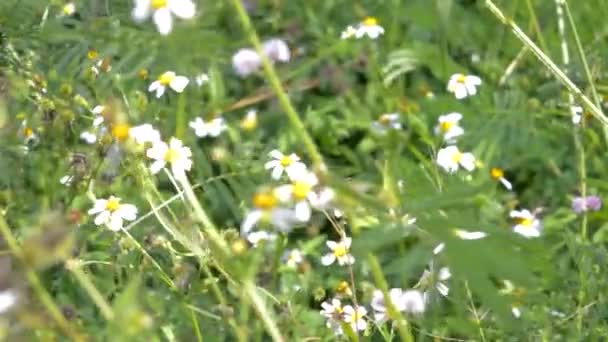 Ängen blommor och gräs fladdra på vinden — Stockvideo