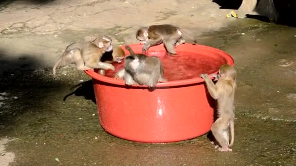 Macacos beber e jogar em uma lagoa decorativa — Vídeo de Stock