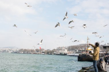 Istanbul gökte uçan beyaz martılar