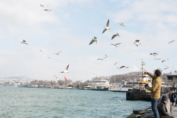 Weiße Möwen fliegen am Himmel von Istanbul — Stockfoto