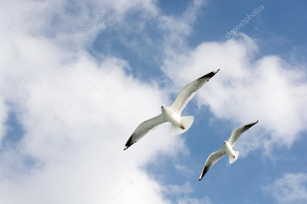 White seagulls flying in sky