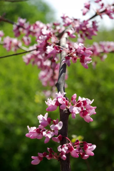 Flores en los árboles — Foto de Stock