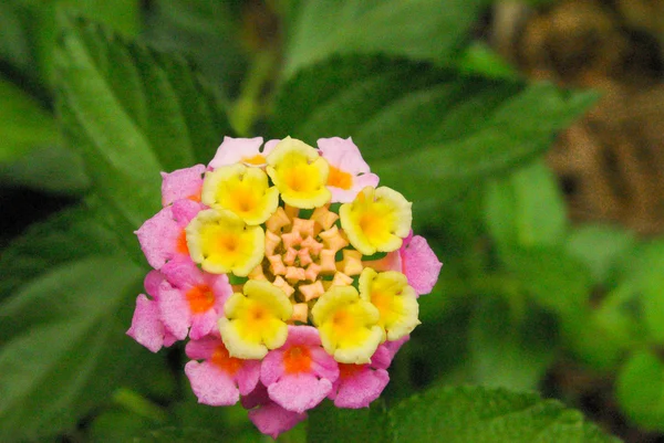 Blomma i naturen — Stockfoto