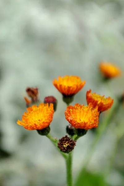 Fleur dans la nature — Photo