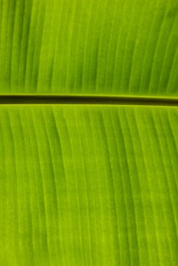 Doğada Yeşil Yapraklar