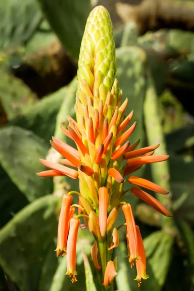 Pianta di cactus in natura — Foto Stock