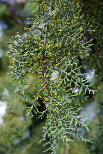 Folhas verdes na natureza — Fotografia de Stock