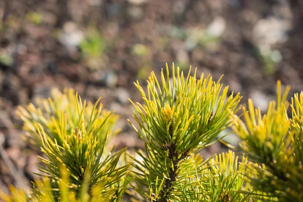 Hojas verdes en la naturaleza — Foto de Stock