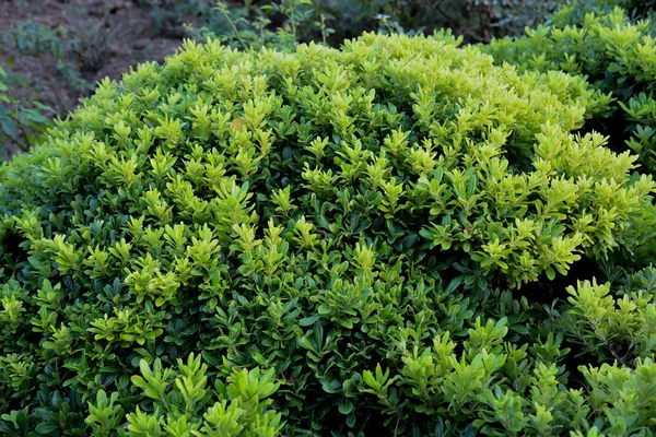 Gröna blad i naturen — Stockfoto