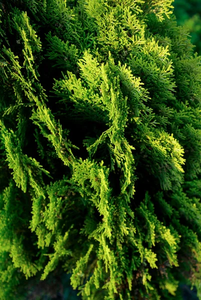 Green leaves in nature — Stock Photo, Image